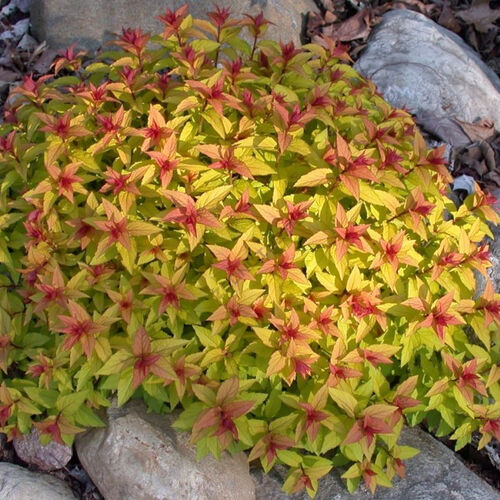 Спирея японская Мэджик Карпет/Spiraea japonica Magic Carpet 30-50 C5