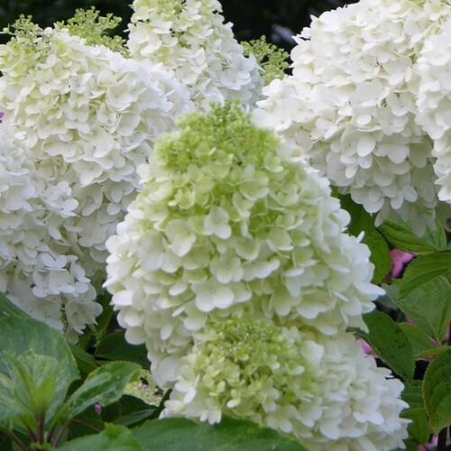 Гортензия метельчатая Полар Бир/Hydrangea paniculata Polar bear 20-30 С5/С7,5