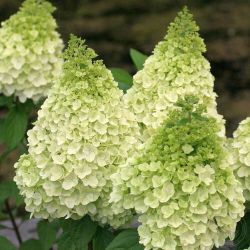 Гортензия метельчатая Мэджикал Килиманджаро/Hydrangea paniculata Magical Kilimajaro С7,5