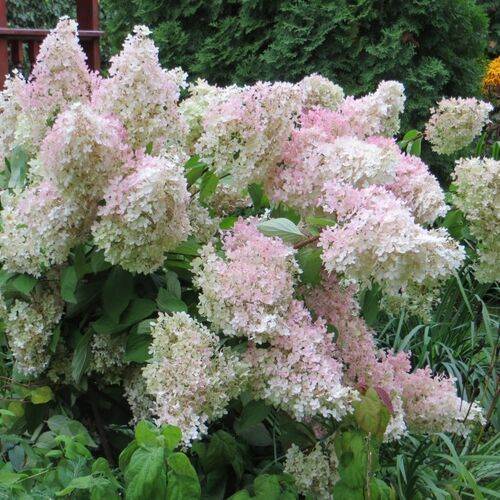 Гортензия метельчатая Селекшн/Hydrangea paniculata Selection 40-60 С7,5 СП