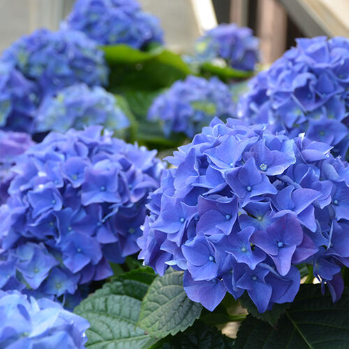 Гортензия крупнолистная Эрли Блю/Hydrangea macrophylla Early Blue С3