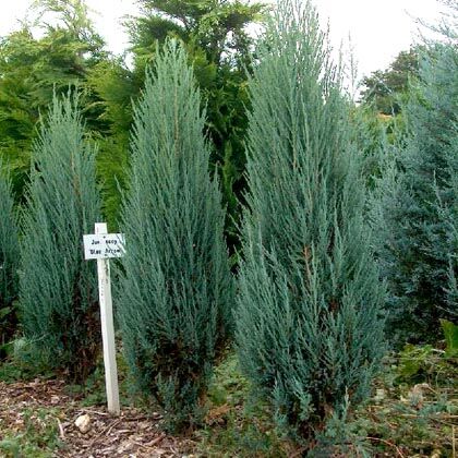 Можжевельник скальный Блю Эрроу/Juniperus scopulorum Blue Arrow 60-80 С5