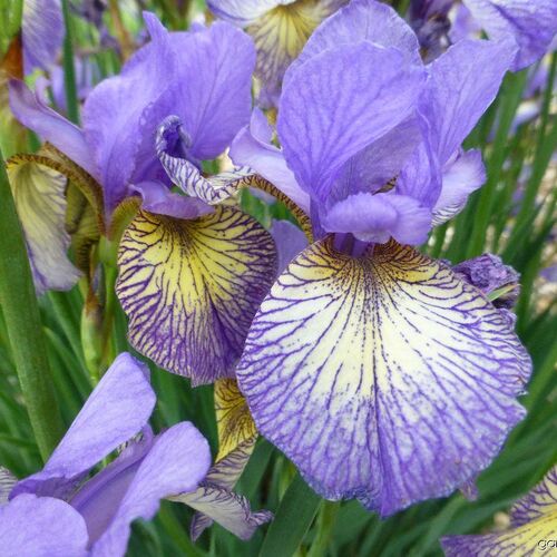 Ирис сибирский Баниш Мисфорчун/Iris sibirica Banish Misfortune Р1,5