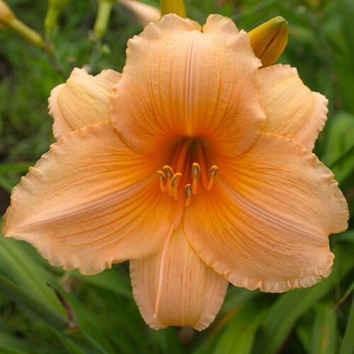 Лилейник гибридный Бали Хай/Hemerocallis hybridа Bali Hai Р1,5