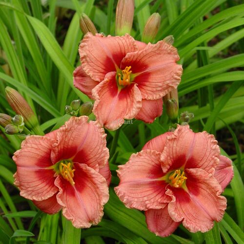 Лилейник гибридный Силоам Риббон Кэнди/Hemerocallis hybridа Siloam Ribbon Candy Р1,5