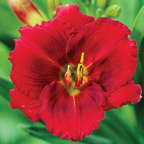 Лилейник гибридный Силоам Шоу Герл/Hemerocallis hybridа Siloam Show Girl Р1,5