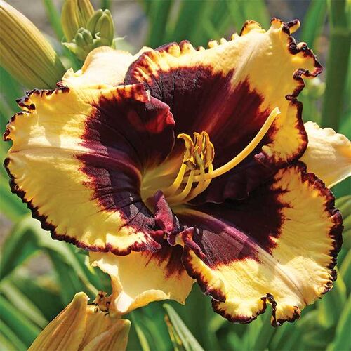 Лилейник гибридный Тайгер Блад/Hemerocallis hybridа Tiger Blood Р1,5