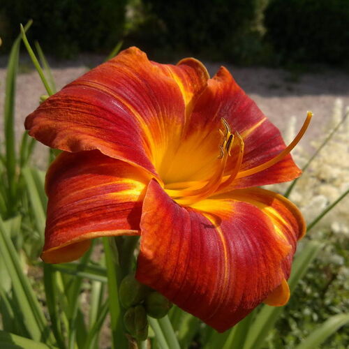 Лилейник гибридный Холидэй Делайт/Hemerocallis hybridа Holiday Delight Р1,5