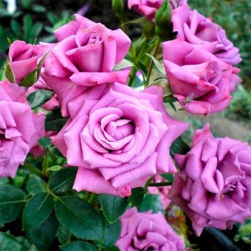 Роза миниатюрная Лавендер Мейландина/Lavender Meillandina С6