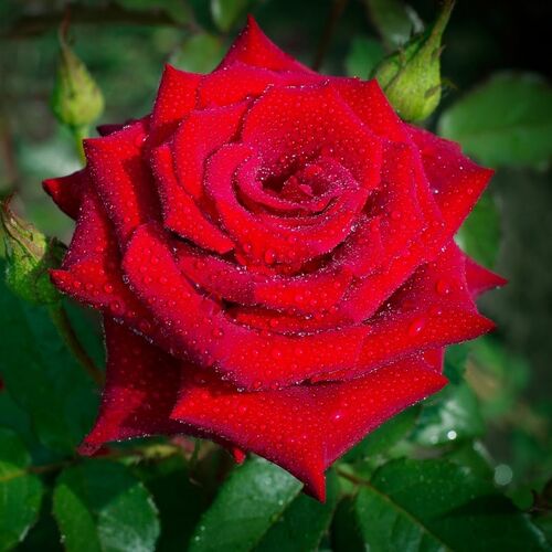Роза чайно-гибридная Лавли Ред/Lovely Red С6