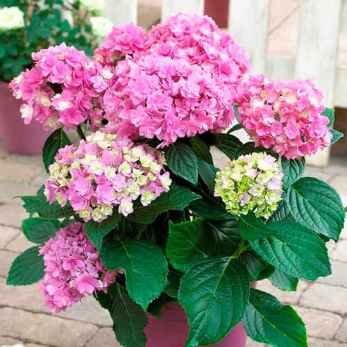 Гортензия крупнолистная Дольче Фарфалле/Hydrangea macrophylla Dolce Farfalle С3