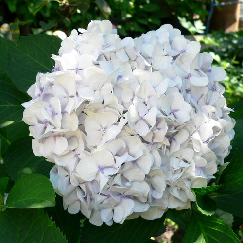 Гортензия крупнолистная Сестра Тереза/Hydrangea macrophylla Soeur Therese C3