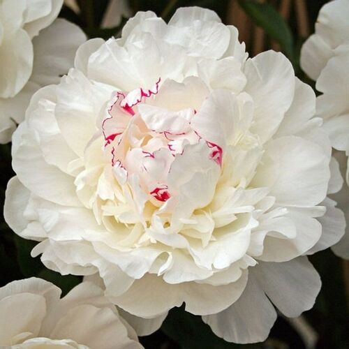 Пион молочноцветковый Фестива Максима/Paeonia lactiflora Festiva Maxima С3