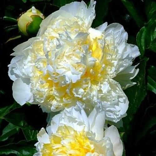 Пион молочноцветковый Чеддар Чииз/Paeonia lactiflora Cheddar Cheese С5