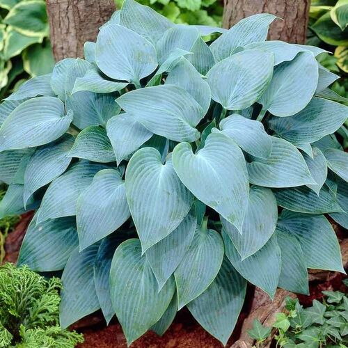 Хоста гибридная Канадиан Блю/Hosta hybrid Canadian Blue Р1,5