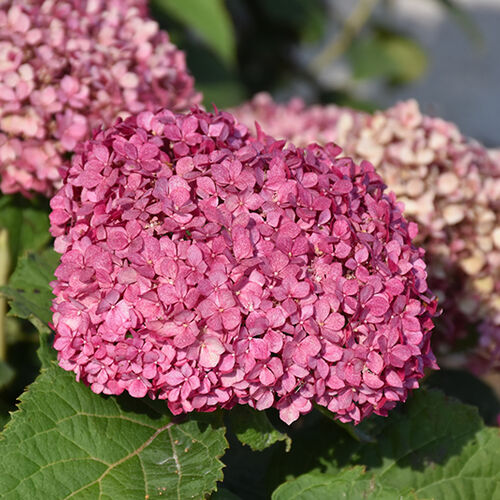 Гортензия древовидная Мэджикал Пинкербелл/Hydrangea arborescens Magical Pinkerbell 20-30 С5