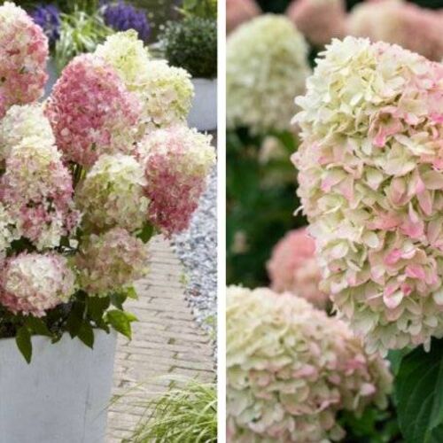 Гортензия метельчатая Саммер Лав/Hydrangea paniculata Summer Love 20-30 С5/С7,5