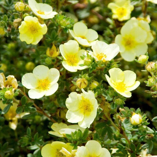 Лапчатка кустарниковая Катерина Дукс/Potentilla fruticosa Katherine Dykes 20-40 С5/С7,5