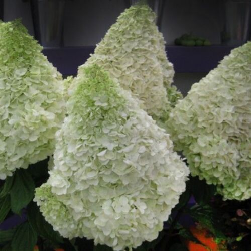 Гортензия метельчатая Сильвер Доллар/Hydrangea paniculata Silver Dollar 20-30 C5/С7,5