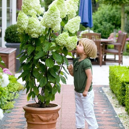 Гортензия метельчатая Мэджикал Мунлайт/Hydrangea paniculata Magical Moonlight 20-30 С5/С7,5