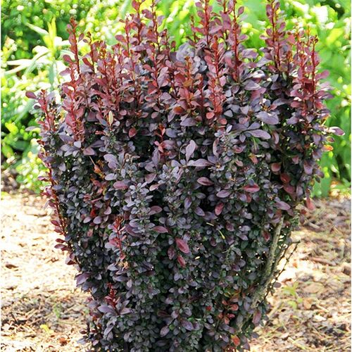 Барбарис Тунберга Рэд Пилар/Berberis thunbergii Red Pillar 80-100 В/C26