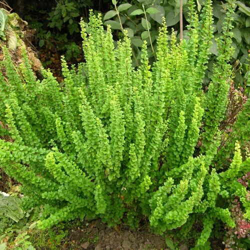 Барбарис Тунберга Эректа/Berberis thunbergii Erecta C3 СП