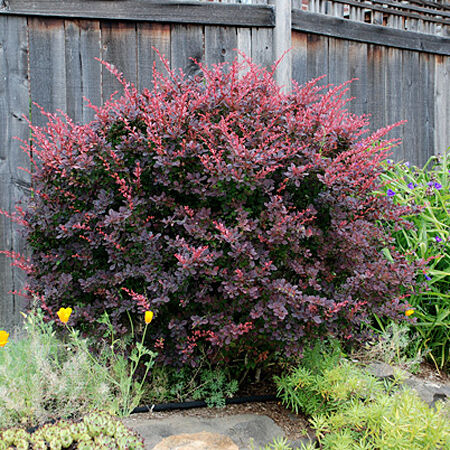 Барбарис Тунберга Атропурпуреа/Berberis thunbergii Atropurpurea (М)