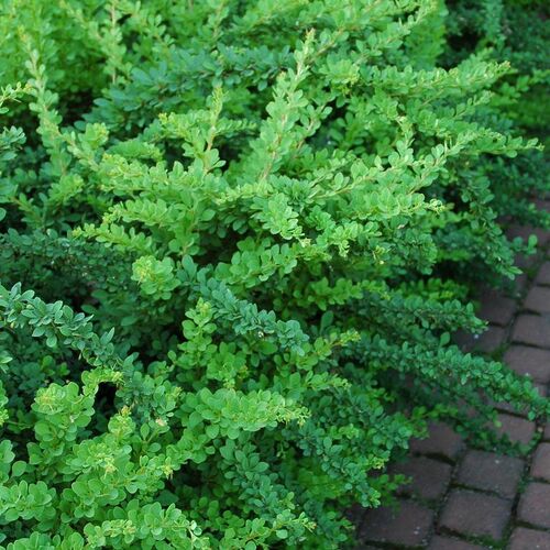 Барбарис Тунберга Грин Карпет/Berberis thunbergii Green Carpet (М)