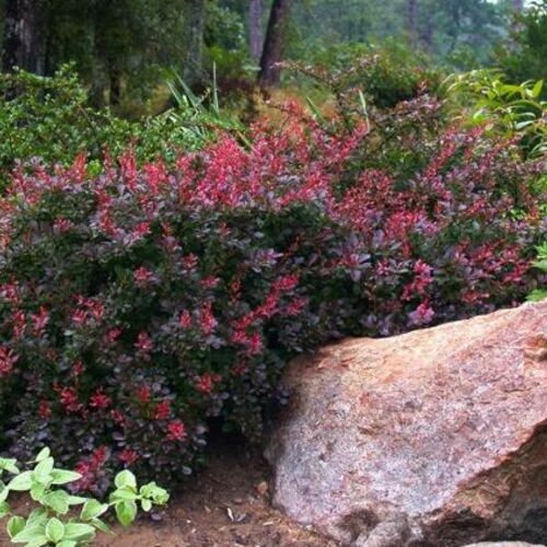 Барбарис Тунберга Атропурпуреа Нана/Berberis thunbergii Atropurpurea Nana (М)