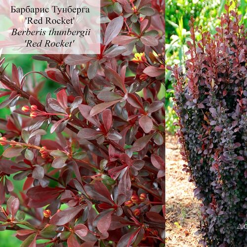 Барбарис Тунберга Рэд Рокет/Berberis thunbergii Red Rocket (М)