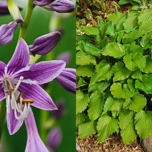 Хоста гибридная Пурпл Сенсейшн/Hosta hybrid Purple Sensation С3