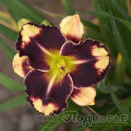 Лилейник гибридный Эмперор/Hemerocallis hybrida Emperor С3