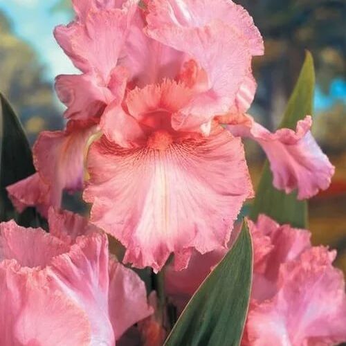 Ирис бородатый (германский) Пинк Горизонт/Iris germanica Pink Horizon С3