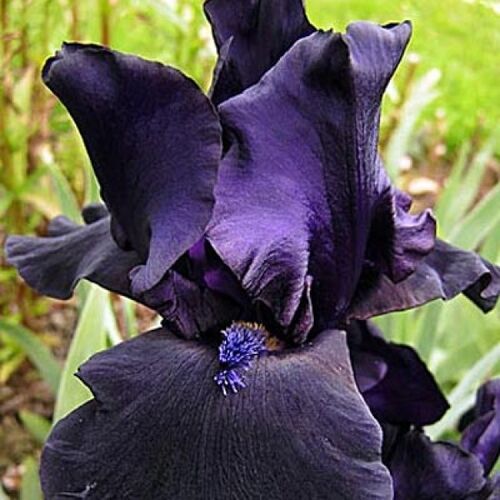 Ирис бородатый (германский) Блэк Уотч/Iris germanica Black Watch С3