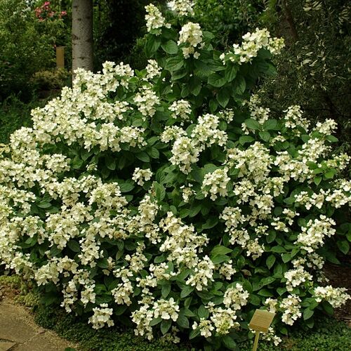 Гортензия метельчатая Дартс Литтл Дот/Hydrangea paniculata Dart`s Little Dot 20-30 С2-3