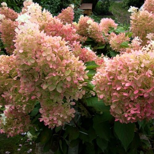 Гортензия метельчатая Фантом/Hydrangea paniculata Phantom 30-40 С2-С3