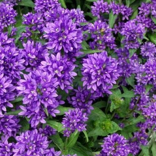 Колокольчик скученный Акаулис/Campanula glomerata Acaulis С3