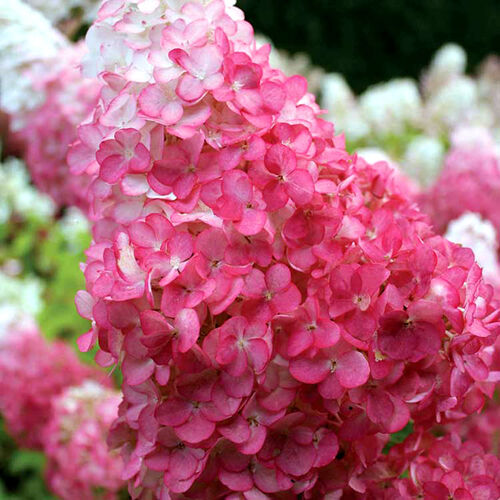 Гортензия метельчатая Ванилла Фрейзе/Hydrangea paniculata Vanille Fraise (Ч22) С3