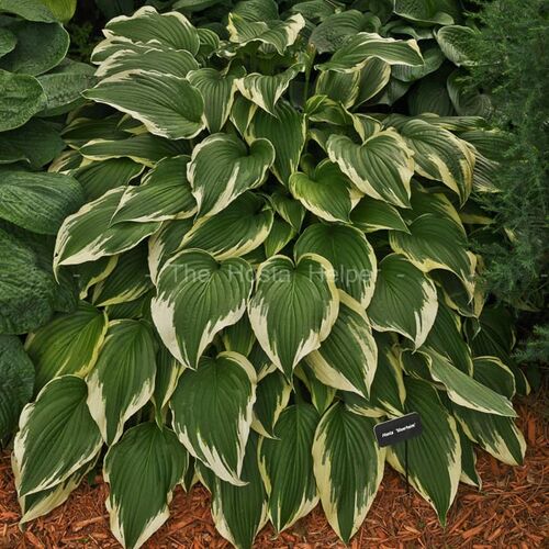 Хоста гибридная Моерхейм/Hosta hybrid Moerheim Р1,5