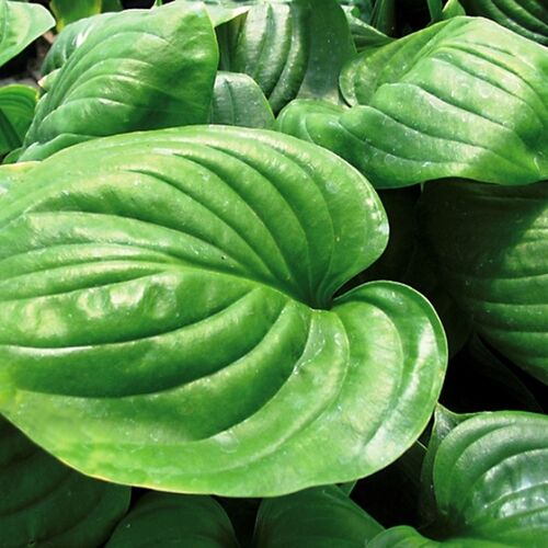 Хоста гибридная Мохито/Hosta hybrid Mojito Р1,5