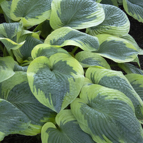 Хоста гибридная Олив Бейли Лэнгдон/Hosta hybrid Olive Bailey Langdon Р1,5