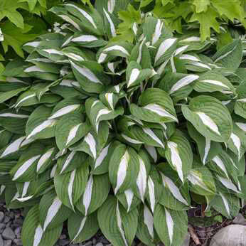 Хоста гибридная Риски Бизнес/Hosta hybrid Risky Business Р1,5