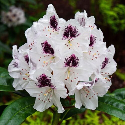 Рододендрон гибридный Кальсап/Rhododendron hybrid Calsap С5