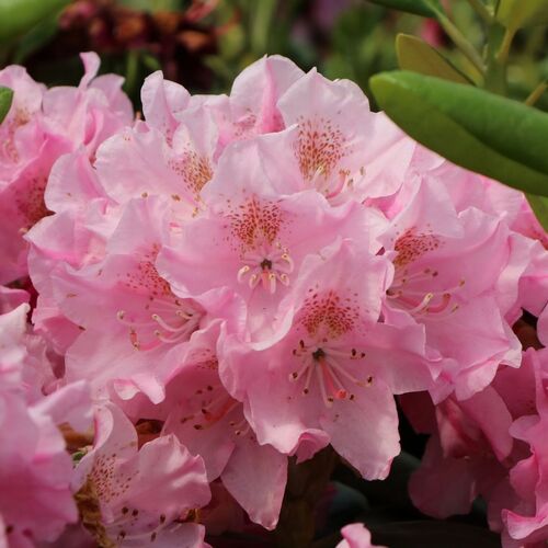 Рододендрон гибридный Хельсинки Юниверсити/Rhododendron hybrid Helsinki University С5