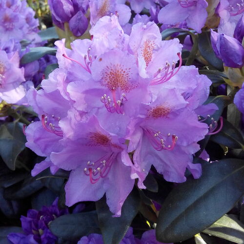 Рододендрон гибридный Пурпуреум Грандифлорум/Rhododendron hybrid Purpureum Grandiflorum С5