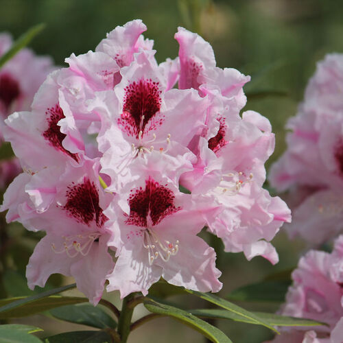 Рододендрон гибридный Кролова Ядвига/Rhododendron hybrid Krolowa Jadwiga С3