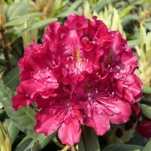 Рододендрон гибридный Казимир Вилки/Rhododendron hybrid Kazimierz Wielki С3