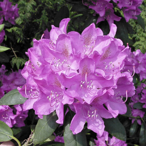 Рододендрон катевбинский Розеум Элеганс/Rhododendron catawbiense Roseum Elegans С3