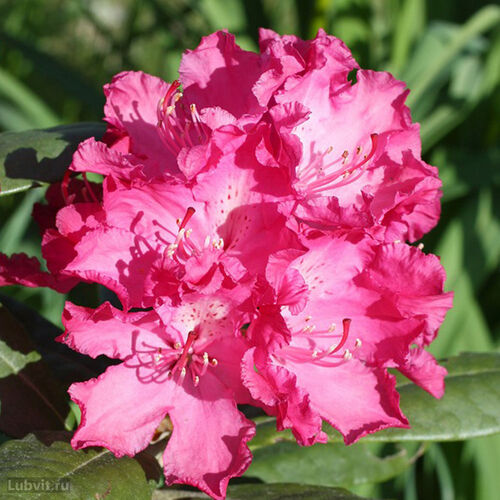 Рододендрон гибридный Хеллики/Rhododendron hybrid Hellikki С3