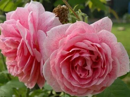 Роза плетистая Кир Роял/Kir Royal C6